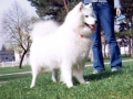 strela_g4